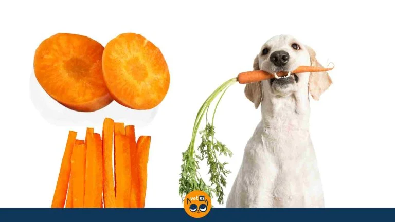 Köpekler Havuç Yiyebilir Mi?