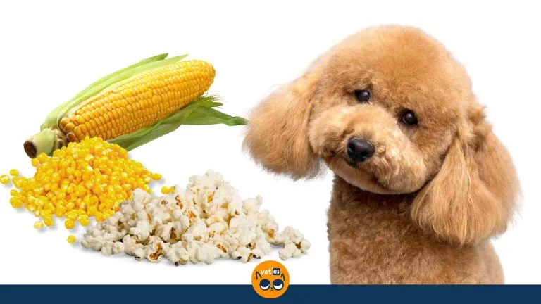 Köpekler Mısır Yiyebilir Mi?