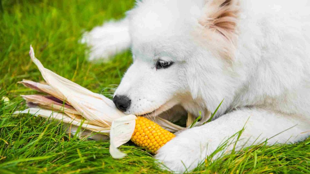 beyaz köpek mısır koçanı yiyor