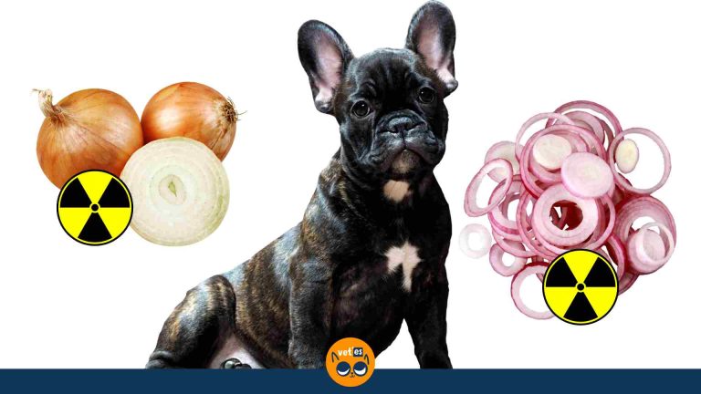 Köpekler Soğan Yiyebilir Mi?