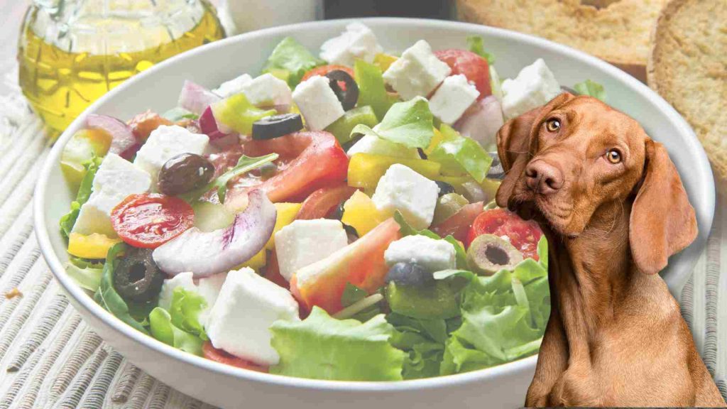 köpeklere salata verilir mi?