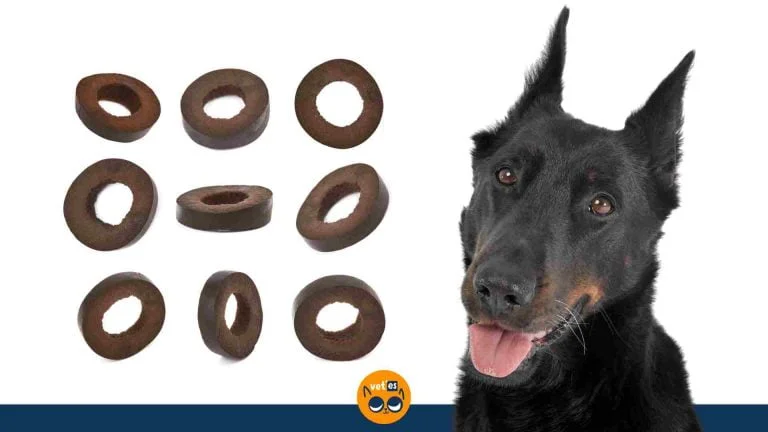 Köpekler Zeytin Yiyebilir Mi? 6 Köpekler Zeytin Yiyebilir Mi?