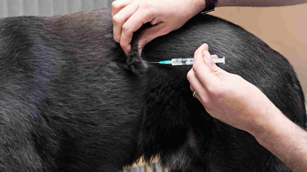 siyah köpeğe aşı yapılıyor.
