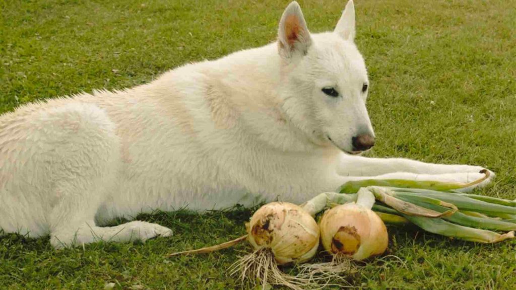 köpekler soğan yiyebilir mi?