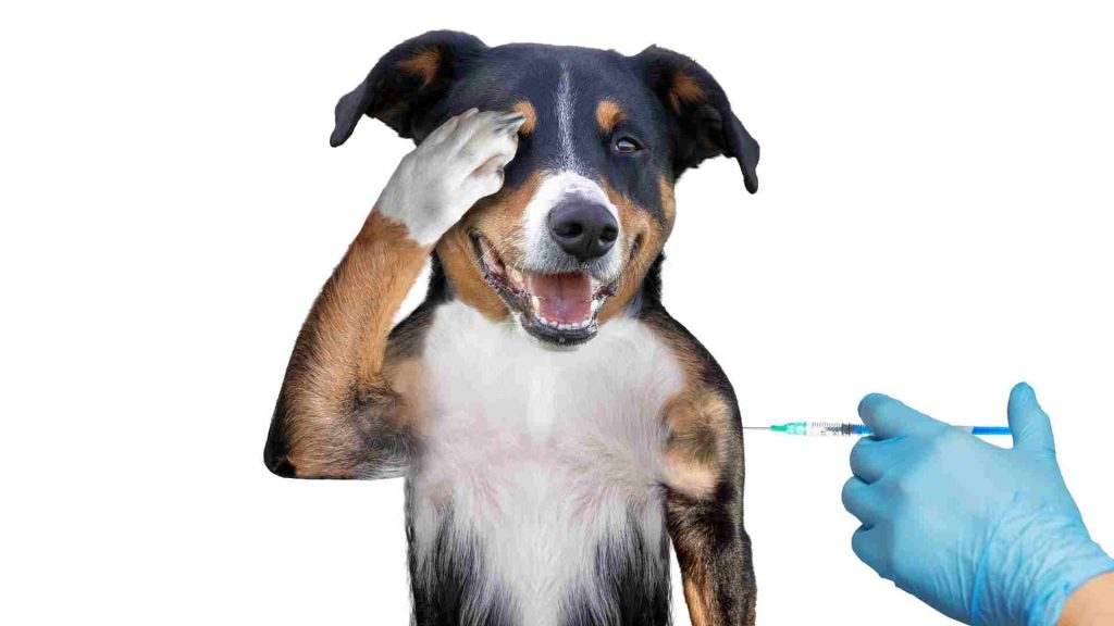 Aşıdan korkan köpek