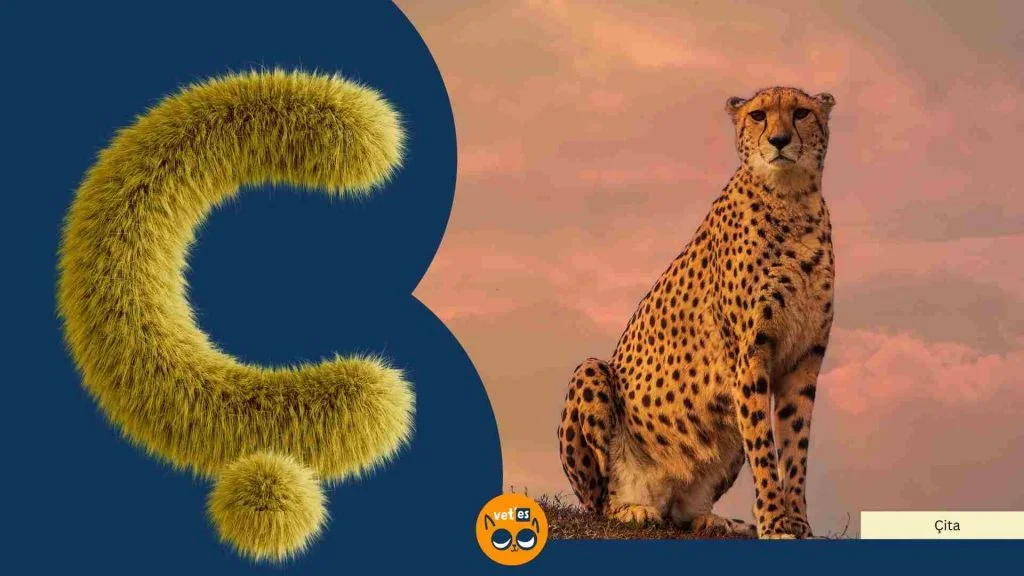 C harfi İle Başlayan Hayvan Türü Ve İsimleri 2 ç harfi ile başlayan hayvan