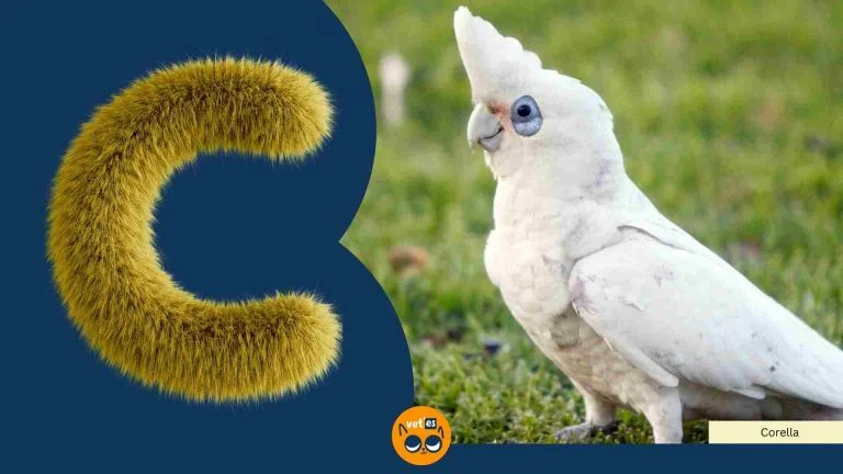 C harfi İle Başlayan Hayvan Türü Ve İsimleri 11 C harfi İle Başlayan Hayvan Türü Ve İsimleri