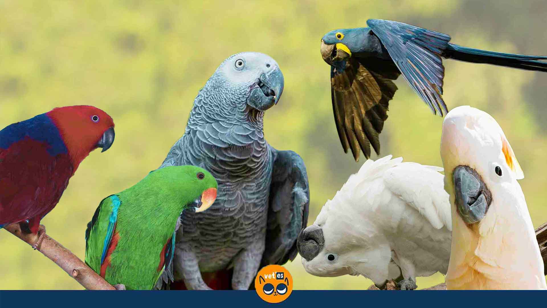 Dünyanın en büyük papağan türleri ve özellikleri