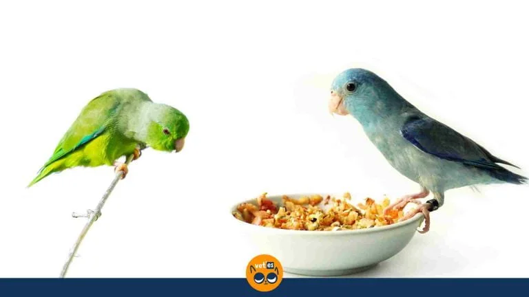 Dünyanın En Küçük Papağan Türleri Ve Özellikleri 7 Dünyanın En Küçük Papağan Türleri Ve Özellikleri