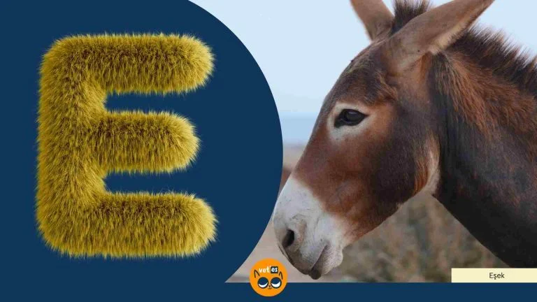 E Harfi İle Başlayan Hayvan Türleri Ve İsimleri