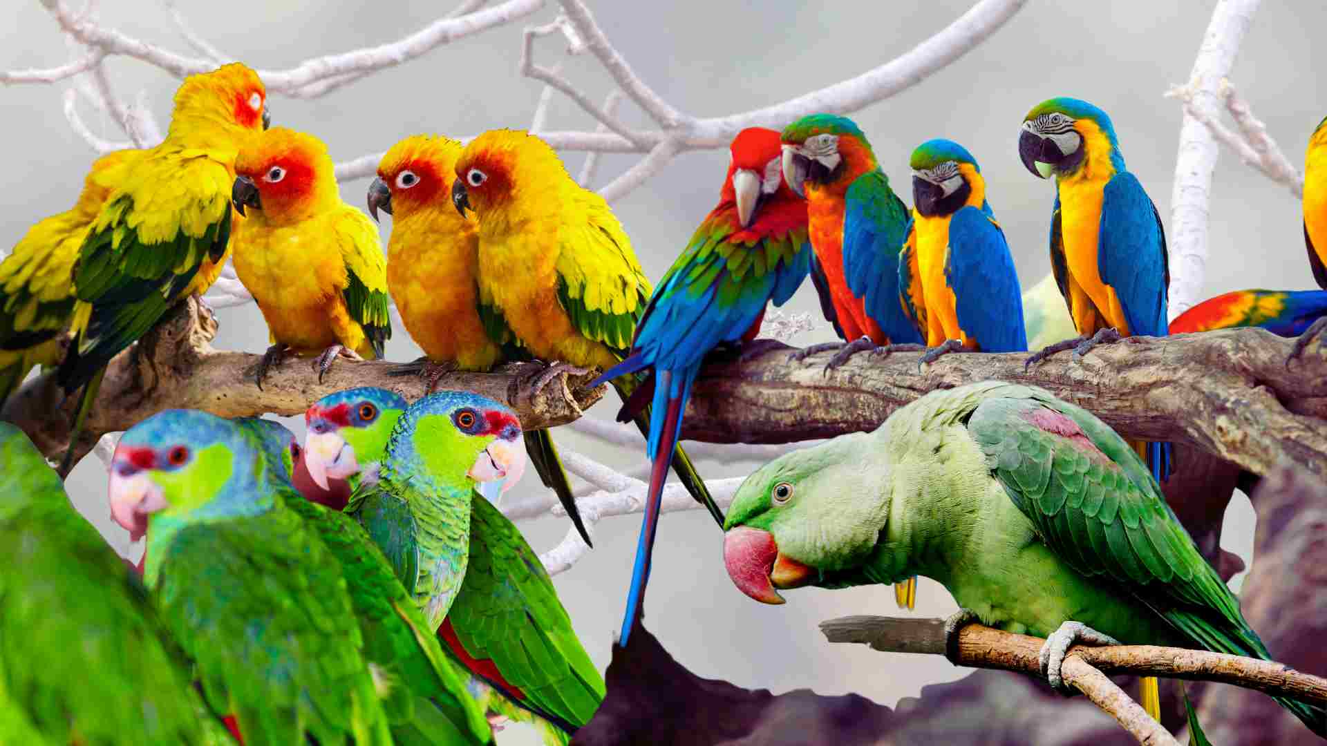 En Güzel Renkli Papağan Türleri ve Özellikleri