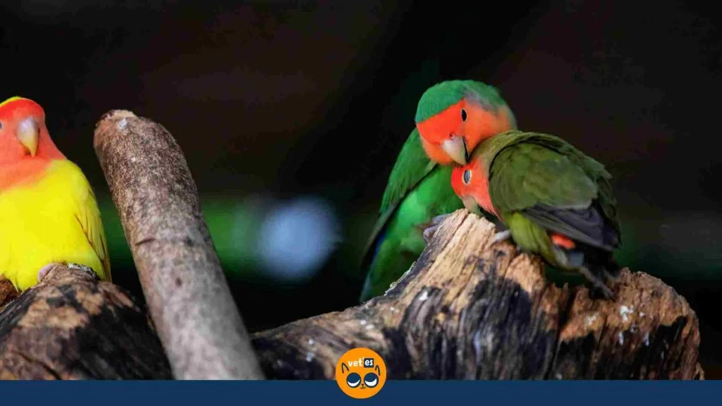 Dünyanın En Küçük Papağan Türleri Ve Özellikleri 6 en küçük papağan lovebirds