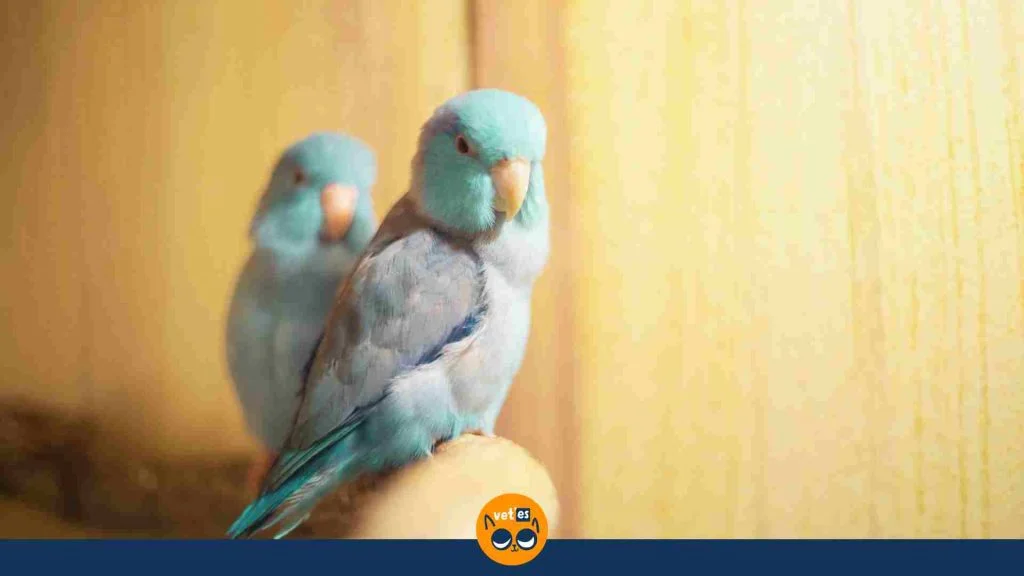 Dünyanın En Küçük Papağan Türleri Ve Özellikleri 5 en küçük papağan parrotlets