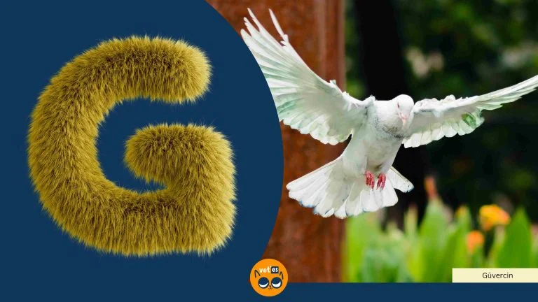 G Harfi İle Başlayan Hayvan Türleri Ve İsimleri