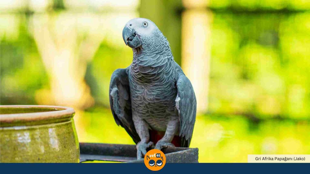 Gri Afrika Papağanı - Jako özellikleri