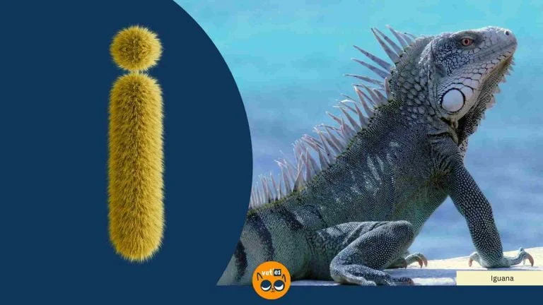 İ Harfi İle Başlayan Hayvan Türleri Ve İsimleri