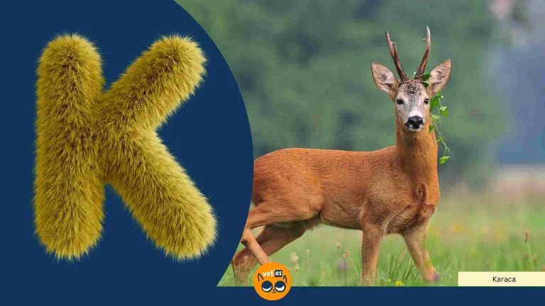 K Harfi İle Başlayan Hayvan Türleri Ve İsimleri