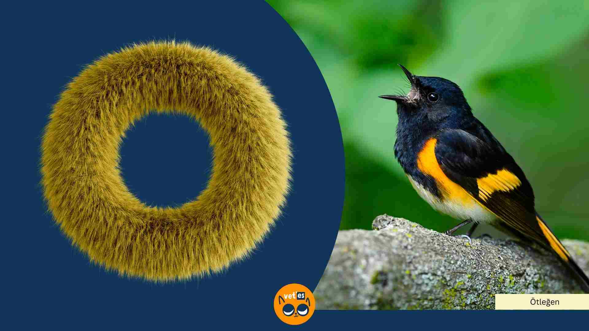 o harfi ile başlayan hayvan