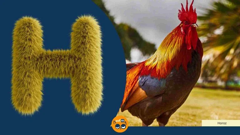 H Harfi İle Başlayan Hayvan Türleri Ve İsimleri 23 H Harfi İle Başlayan Hayvan Türleri Ve İsimleri