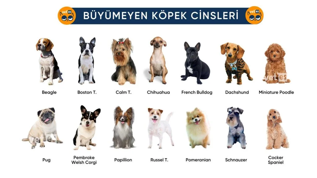 küçük köpek ve büyümeyen köpek cinsleri fiyatları