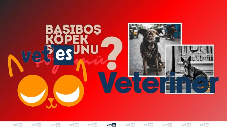 Başıboş Köpeklere Ne Olacak? 9 Başıboş Köpeklere Ne Olacak?