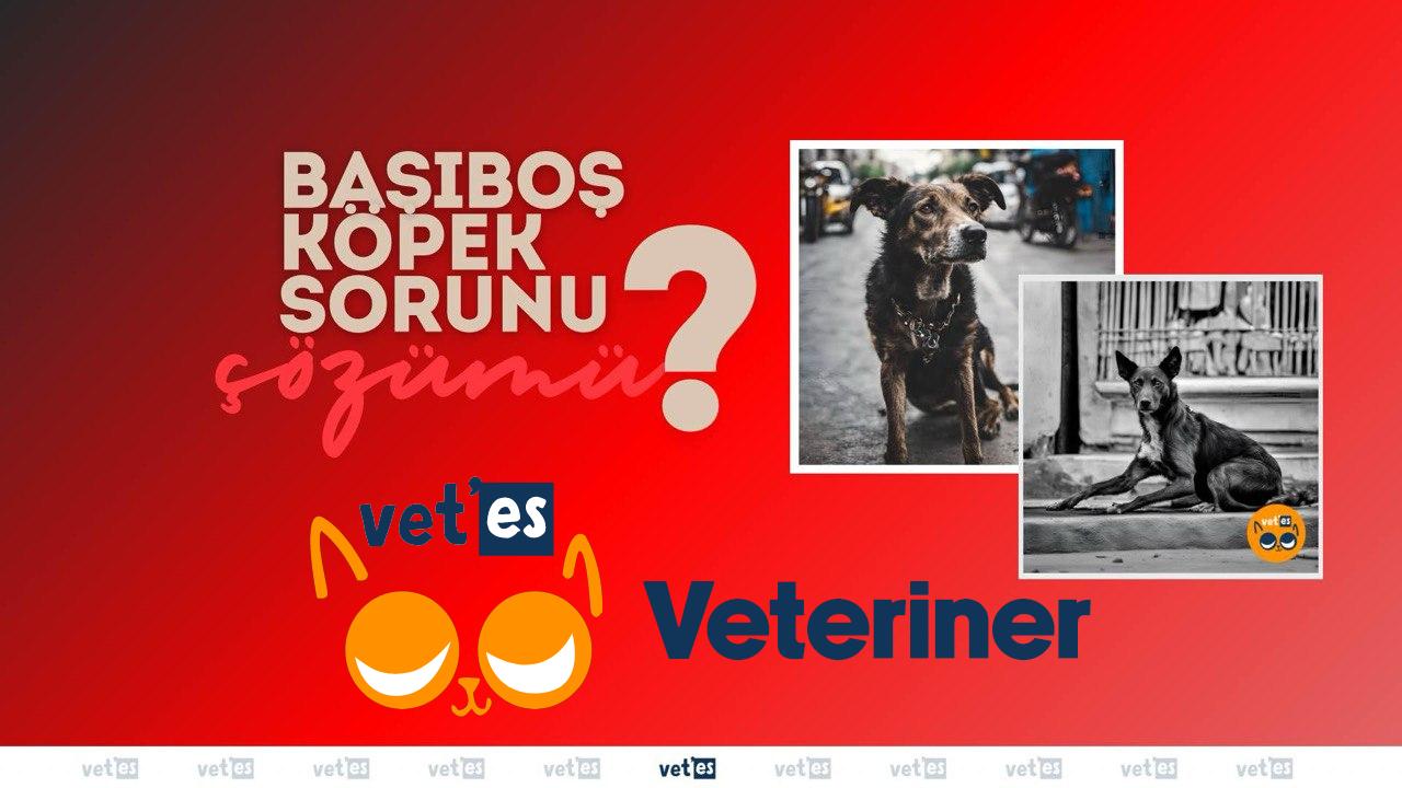 Başıboş Köpeklere Ne Olacak? 1 başıboş köpek sorunu çözümü