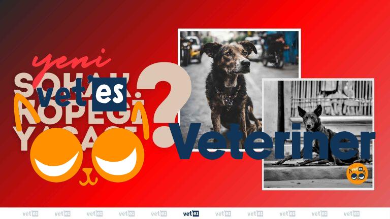 Sokak Köpekleri Uyutulacak Mı? 10 Sokak Köpekleri Uyutulacak Mı?