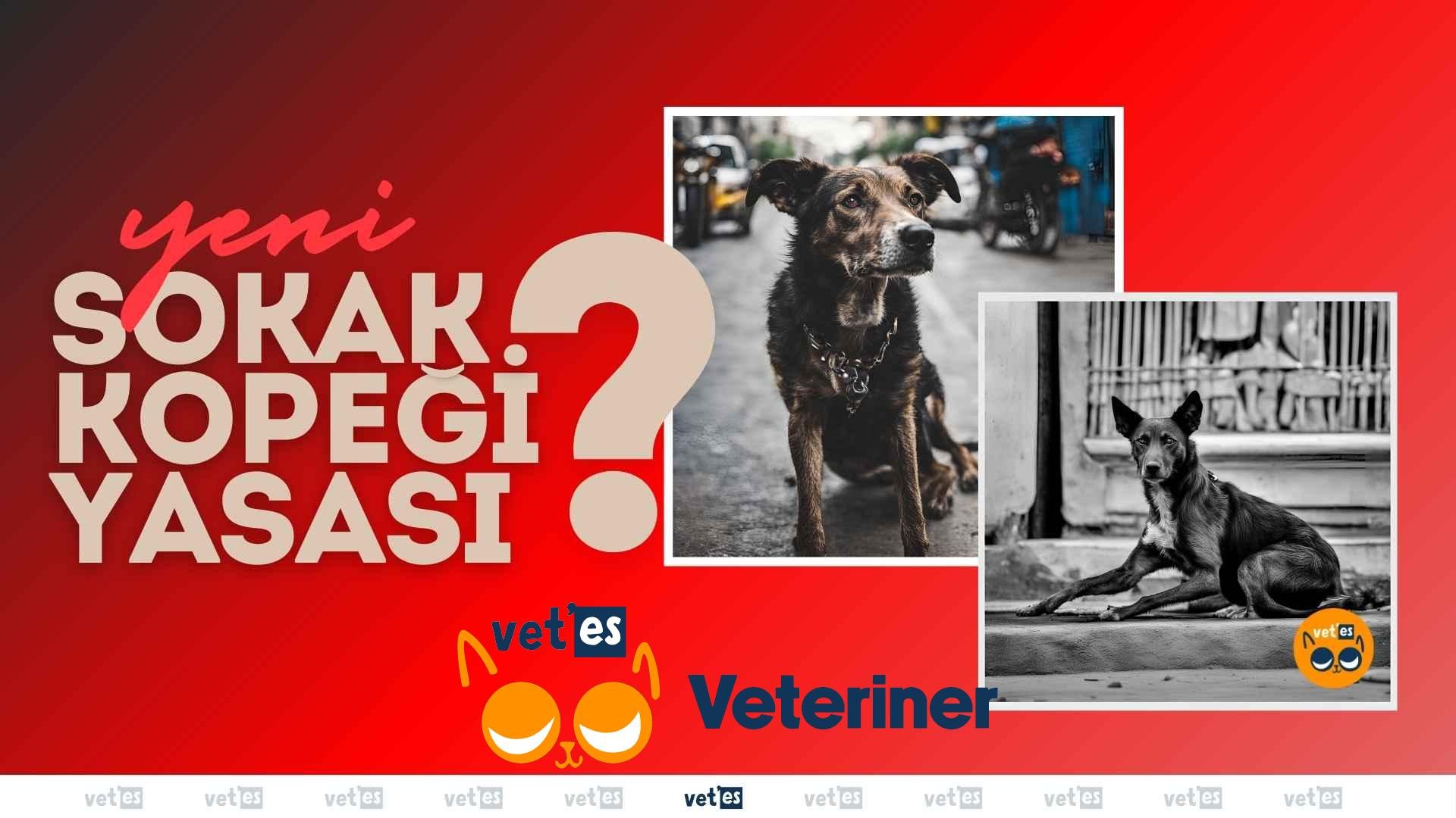 Sokak Köpekleri Uyutulacak Mı? 1 yeni sokak köpekleri yasa tasarısına göre sokak köpekleri itlaf mı edilecek?