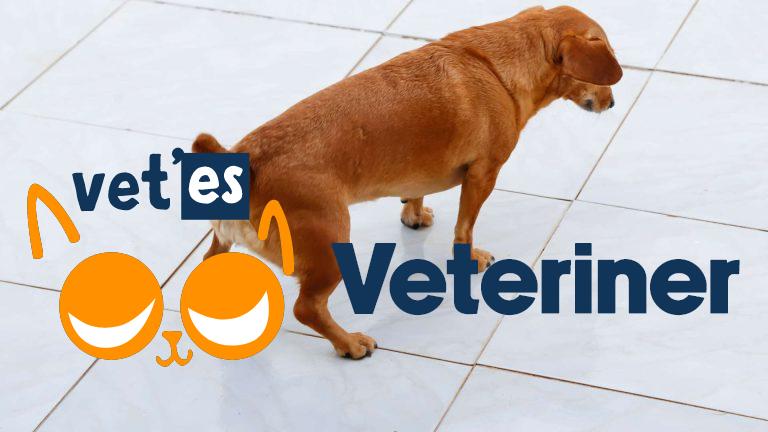 Köpeklerde Kanlı İshal Nedenleri 6 Köpeklerde Kanlı İshal Nedenleri