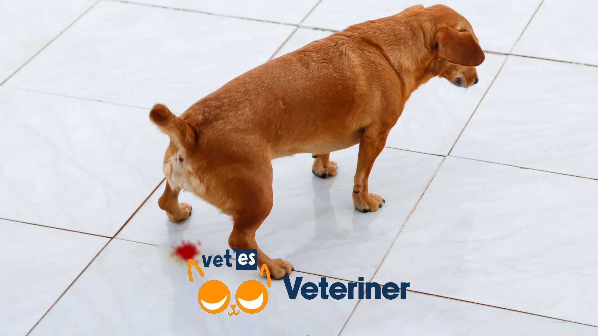 köpeklerde kanlı ishal nedenleri