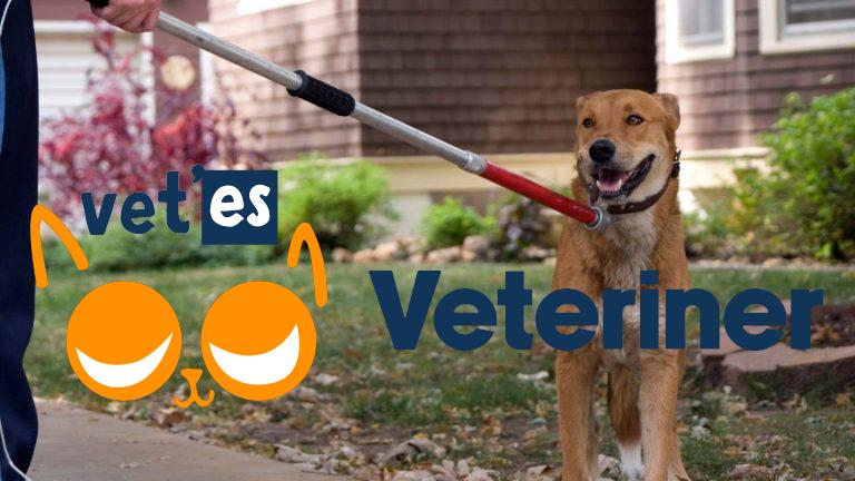 Sokak Hayvanlarına Ötanazi Çözüm Değil 9 Sokak Hayvanlarına Ötanazi Çözüm Değil