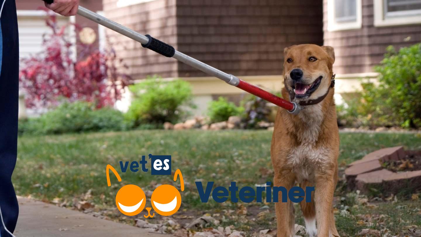 Sokak Hayvanlarına Ötanazi Çözüm Değil 1 sokak hayvanlarına ötanazi uygulanması