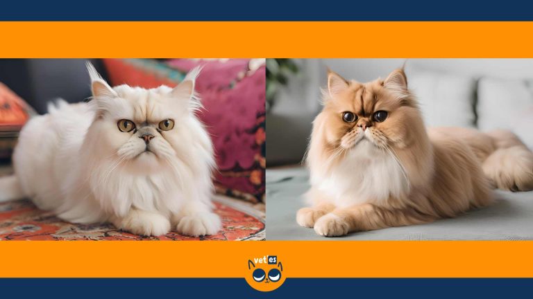 İran Kedisi Yavrusu 13 İran Kedisi Yavrusu