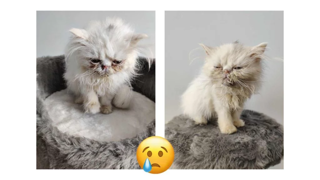 iran kedisi yavrusu hastaliklari vetesveteriner