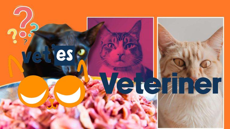 Kedi Alerjisi Kedilerin Alerji Oldukları Şeyler 10 Kedi Alerjisi Kedilerin Alerji Oldukları Şeyler