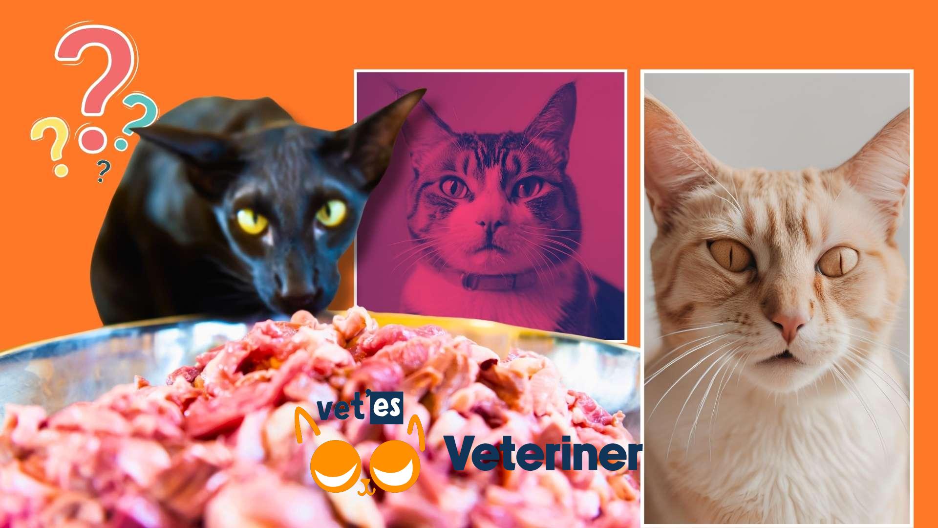 Kedi Alerjisi Kedilerin Alerji Oldukları Şeyler 1 kedi alerjisi önleme