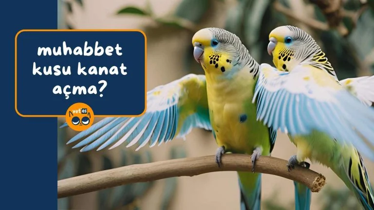 Muhabbet Kuşu Kanatlarını Neden Açar? 7 muhabbet kuşu kanat açma