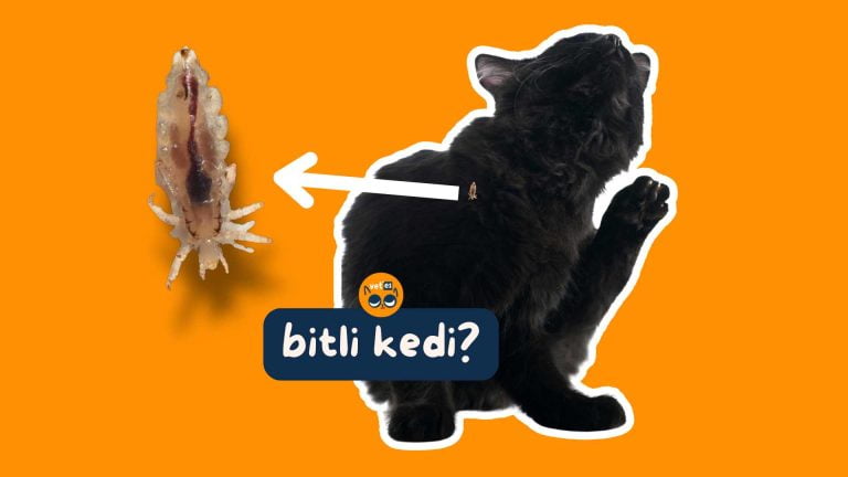 Bitli Kedi Tedavisi