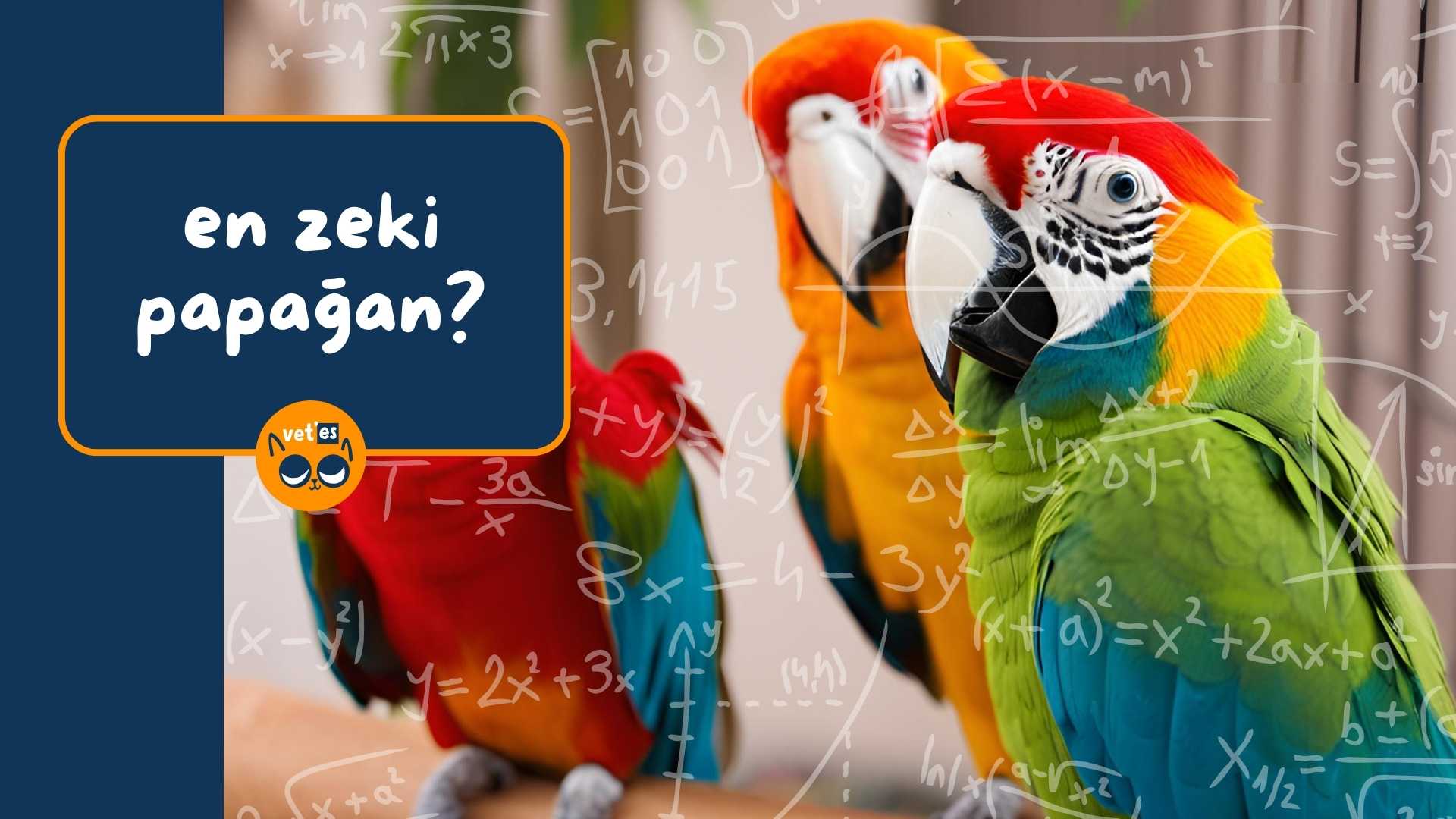 en zeki papağan türleri ve özellikleri