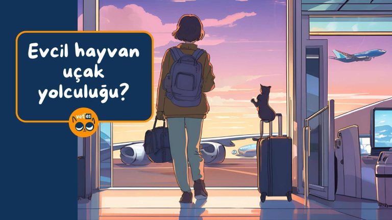 Evcil Hayvan Uçak Seyahati Yapabilir Mi? (Detaylı)