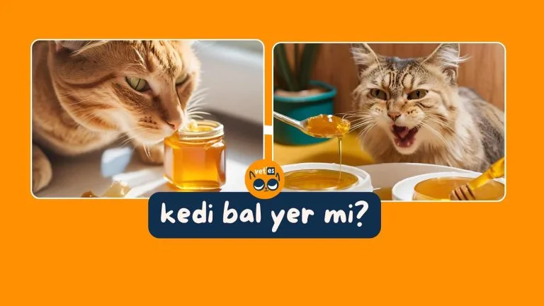 Kedi Bal Yer Mi? 8 Kedi Bal Yer Mi?