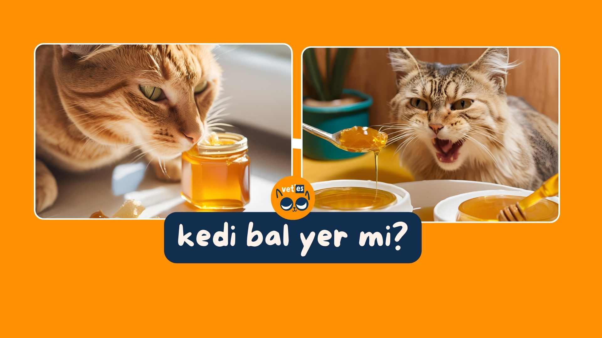 Kedi Bal Yer Mi? 1 kedi bal yer mi?