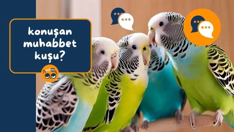 konuşan muhabbet kuşu özellikleri
