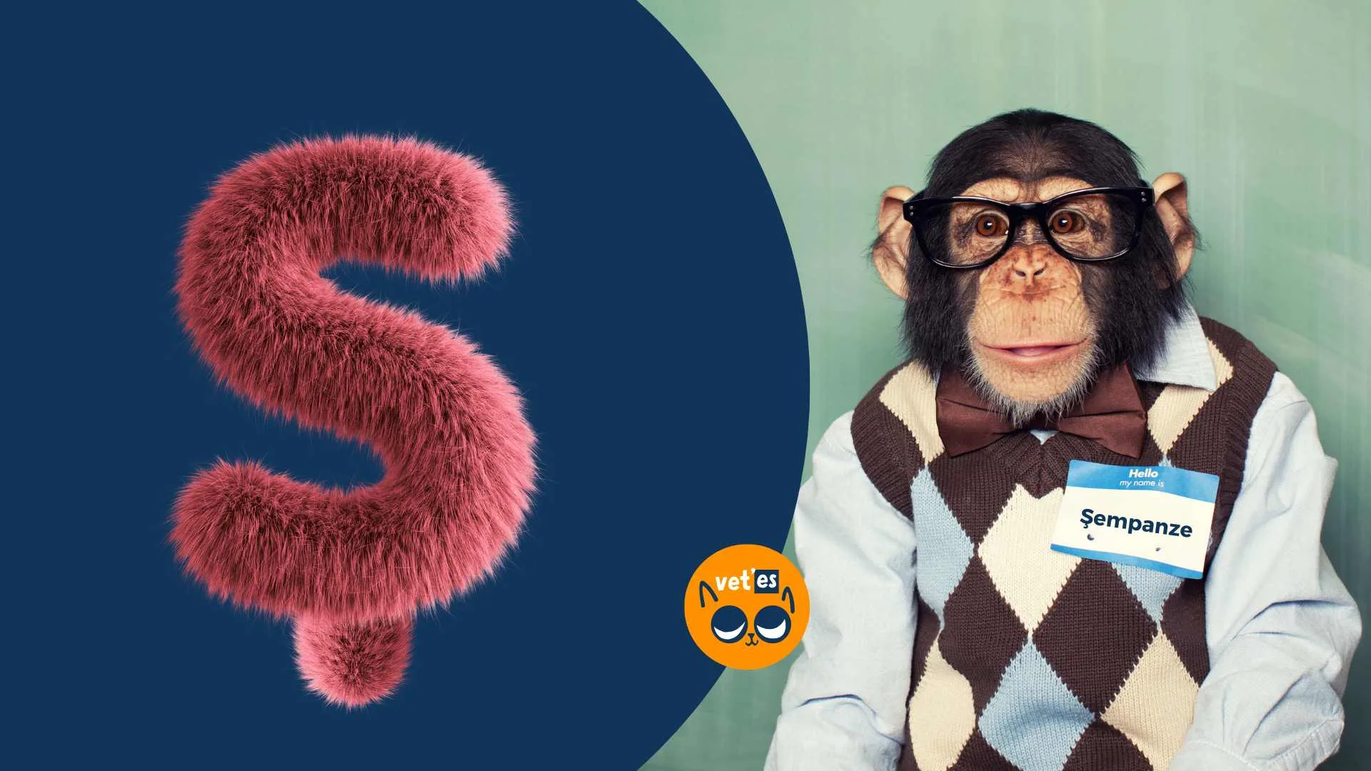 Ş Harfi İle Başlayan Hayvan Türleri Ve İsimleri 1 ş harfi ile başlayan hayvan