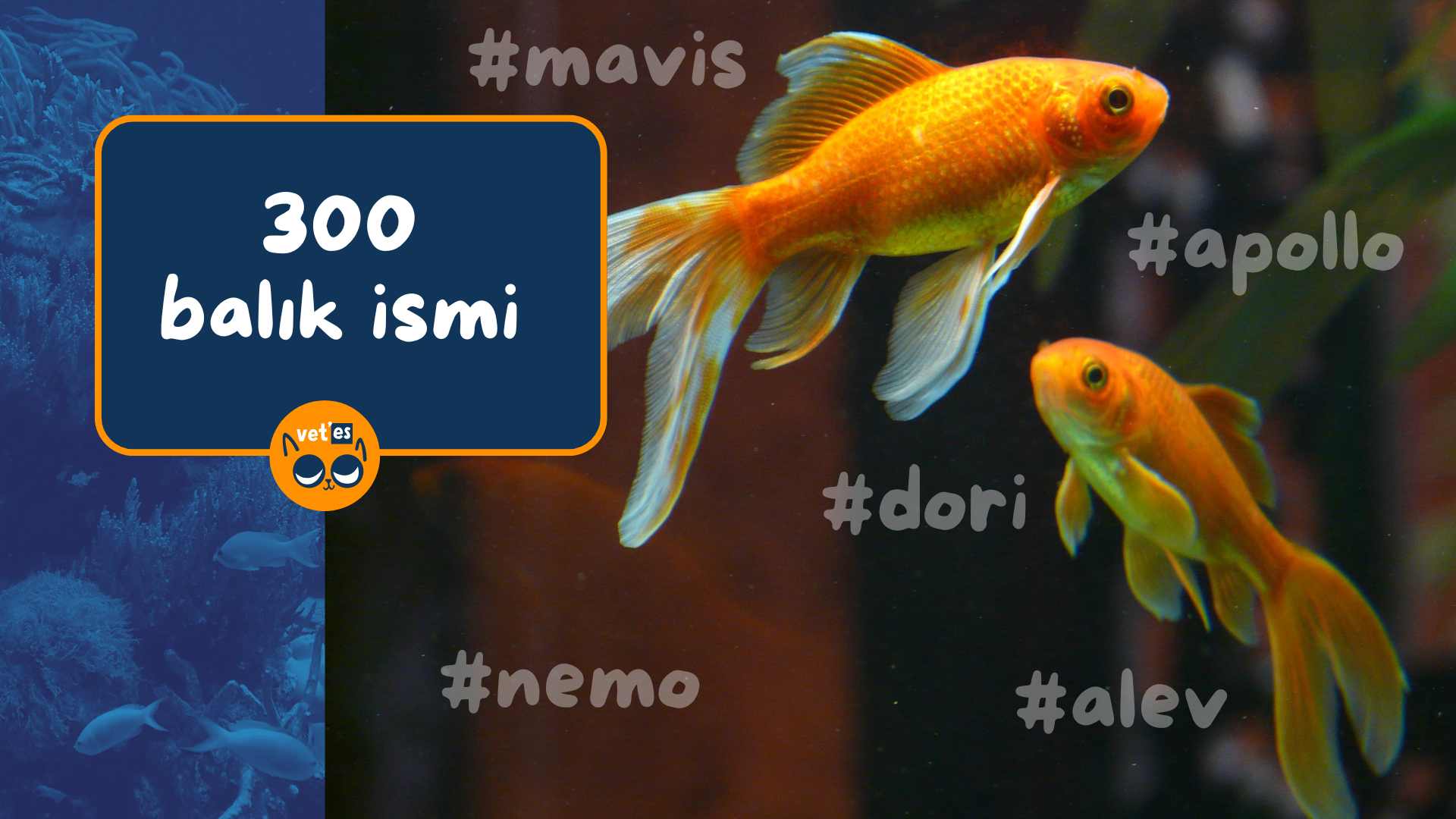 300 Balık İsimleri Önerileri 1 balık isimleri önerileri