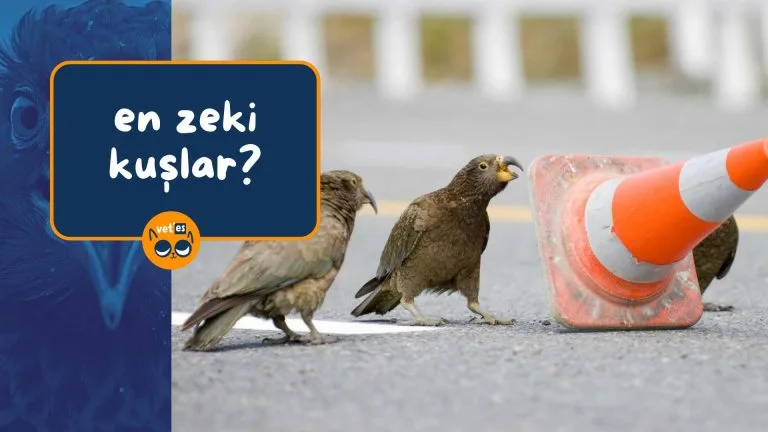 Gökyüzünün En Zeki Kuşları 13 Gökyüzünün En Zeki Kuşları