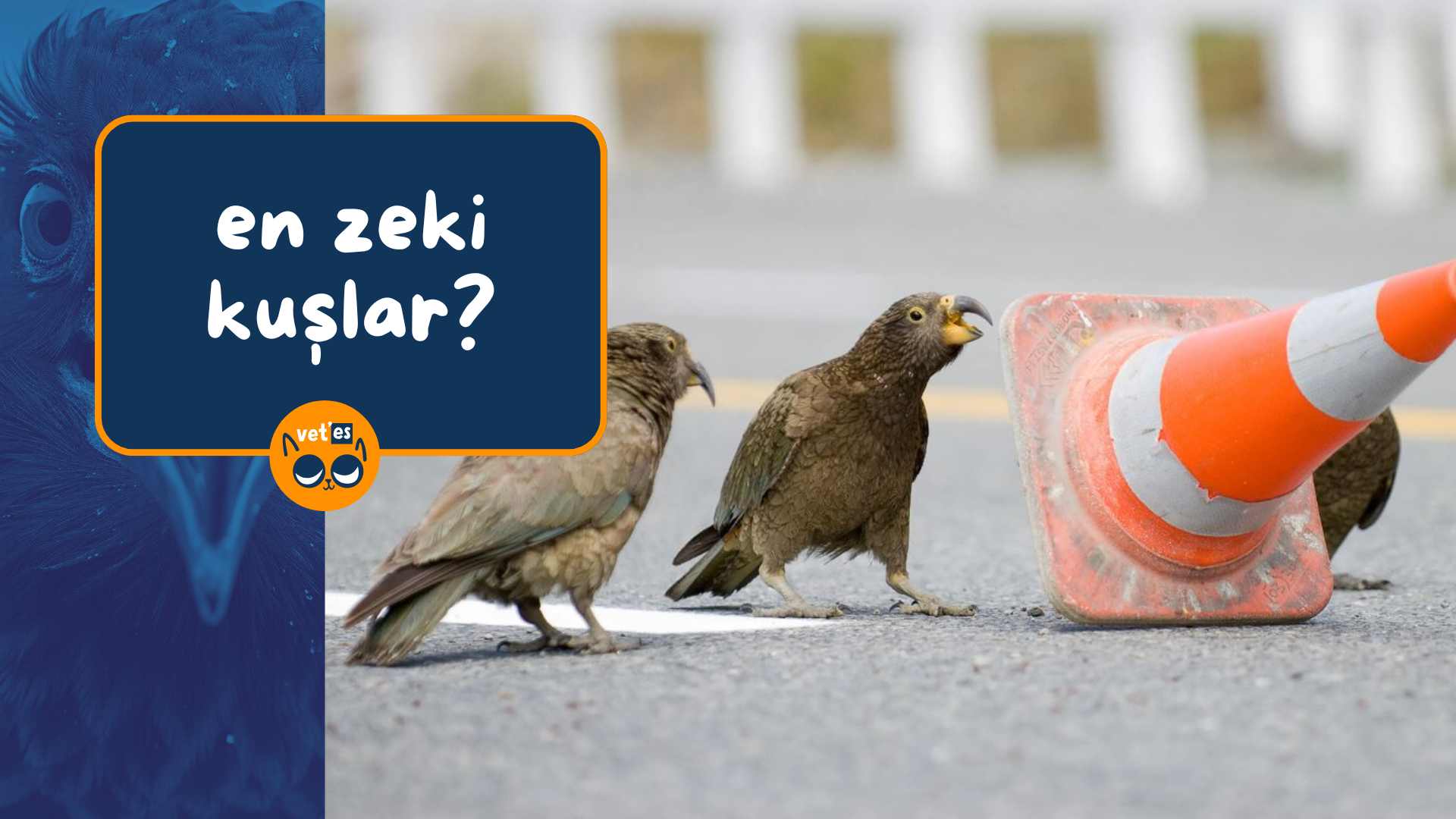 Gökyüzünün En Zeki Kuşları 1 en zeki kuşlar