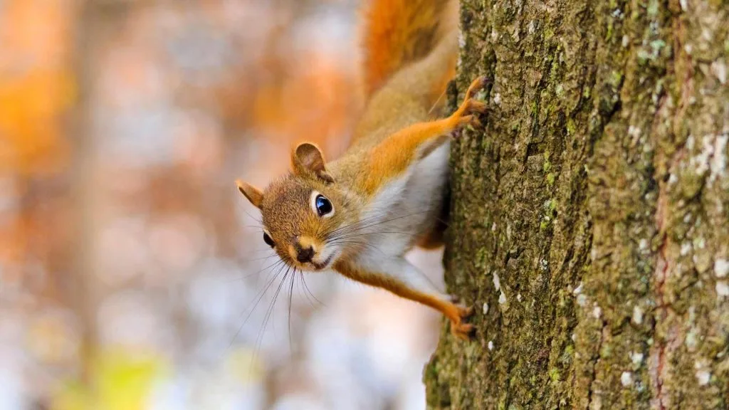S Harfi İle Başlayan Hayvan Türleri Ve İsimleri 8 s harfi ile hayvan adları - sincap