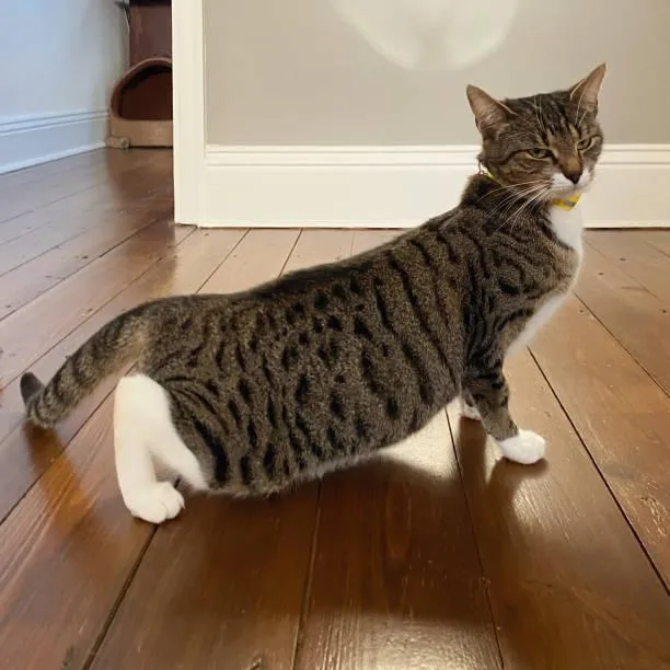 erkek-kedi-kızgınlık-sorunu-vetesveteriner