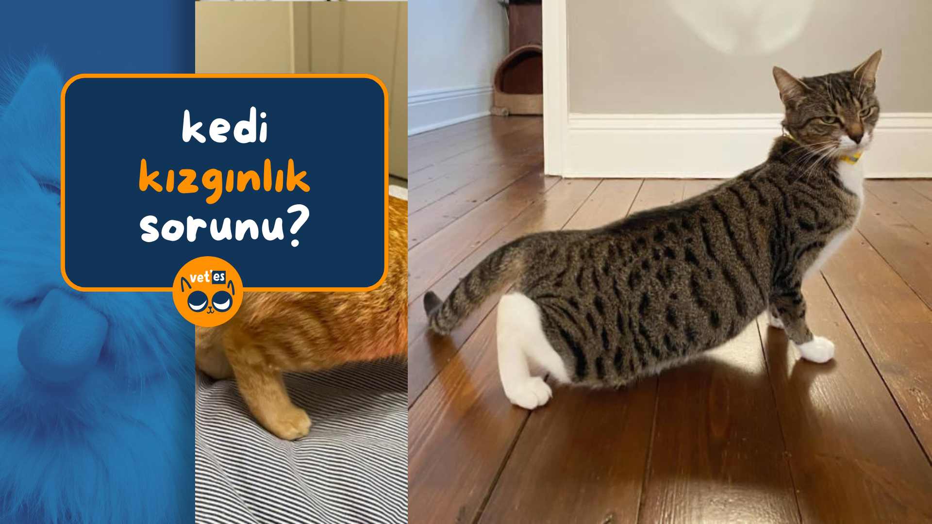 Erkek Kedi Kızgınlık Sorunu Çözümü 1 erkek-kedi-kızgınlık-sorunu-vetesveteriner